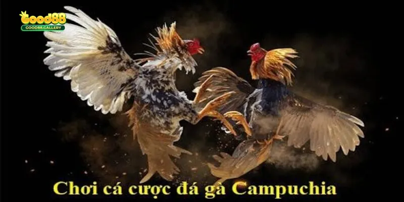 Đá Gà Campuchia