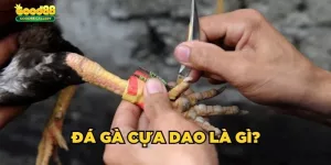 đá gà cựa dao