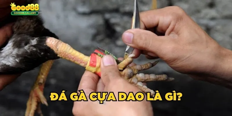 đá gà cựa dao